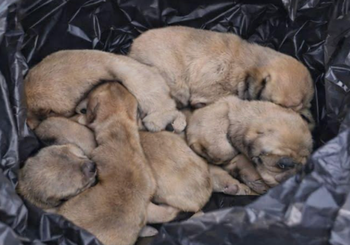 IDENTIFICADA UNA PAREJA POR ABANDONAR A SEIS CACHORROS TRAS ARROJARLOS DESDE UN COCHE EN TELDE
