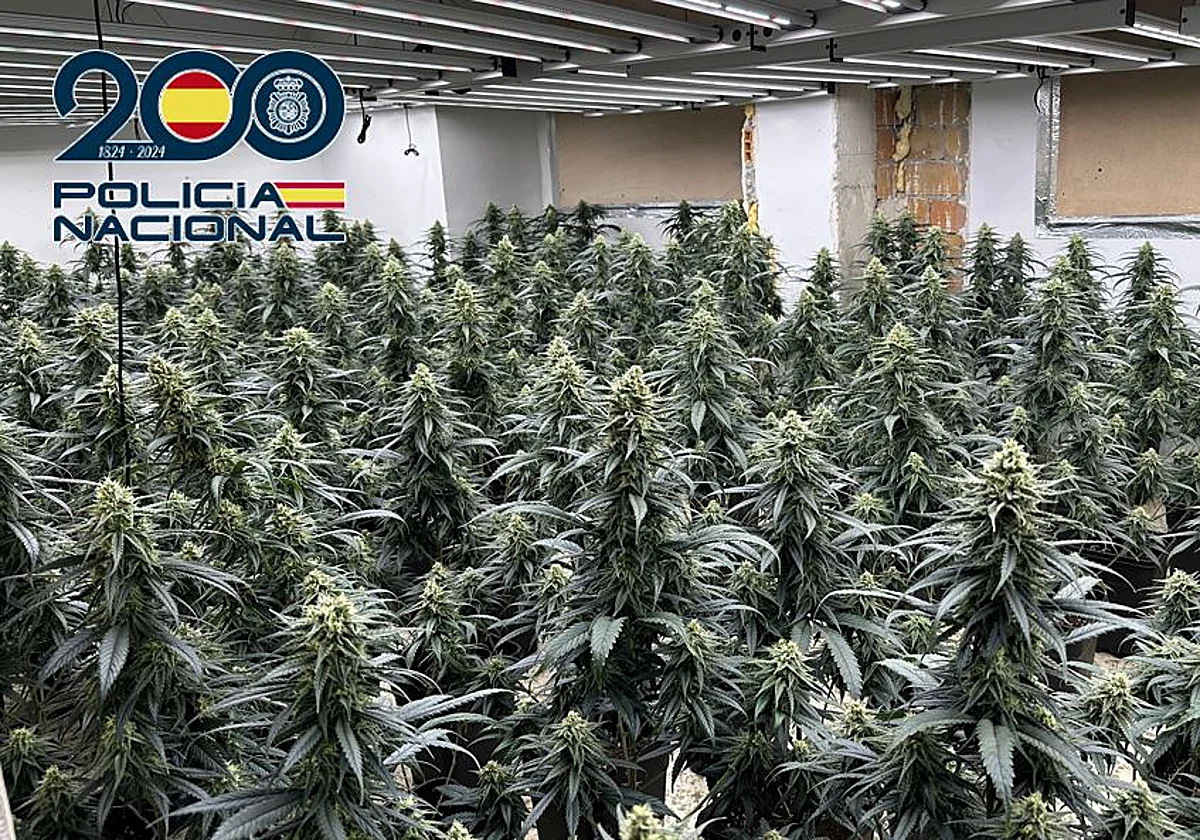 DESMANTELADOS 23 PUNTOS DE DROGA EN GRANADA, BAZA Y MOTRIL CON 29 DETENIDOS Y MÁS DE 3.000 PLANTAS INCAUTADAS