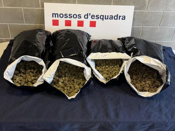 LOS MOSSOS DESMANTELAN EN MARTORELL UN CENTRO DE PRODUCCIÓN Y DISTRIBUCIÓN DE MARIHUANA
