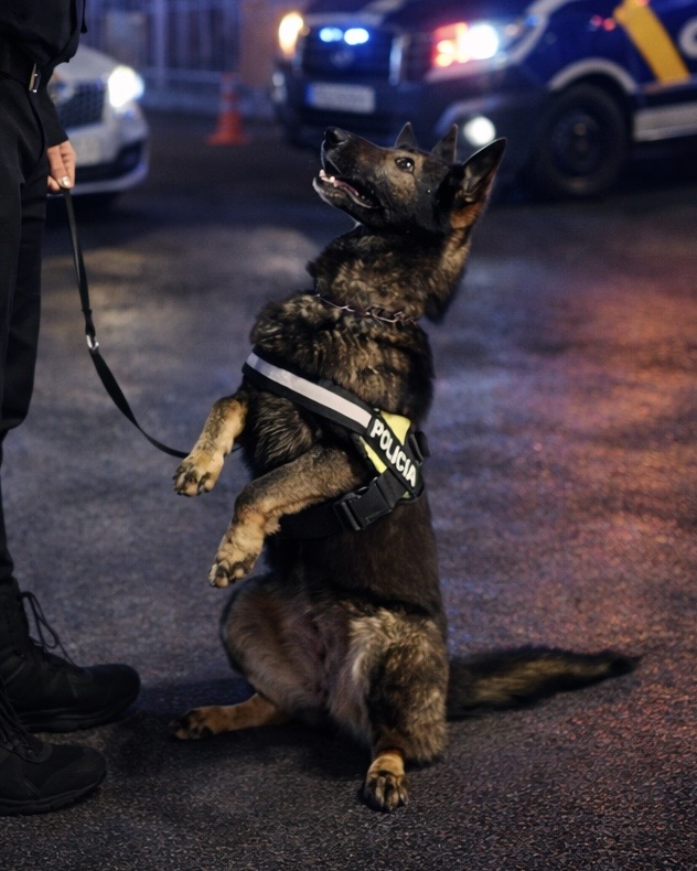 ¿Por qué el perro es el animal elegido para el trabajo policial y no otro?