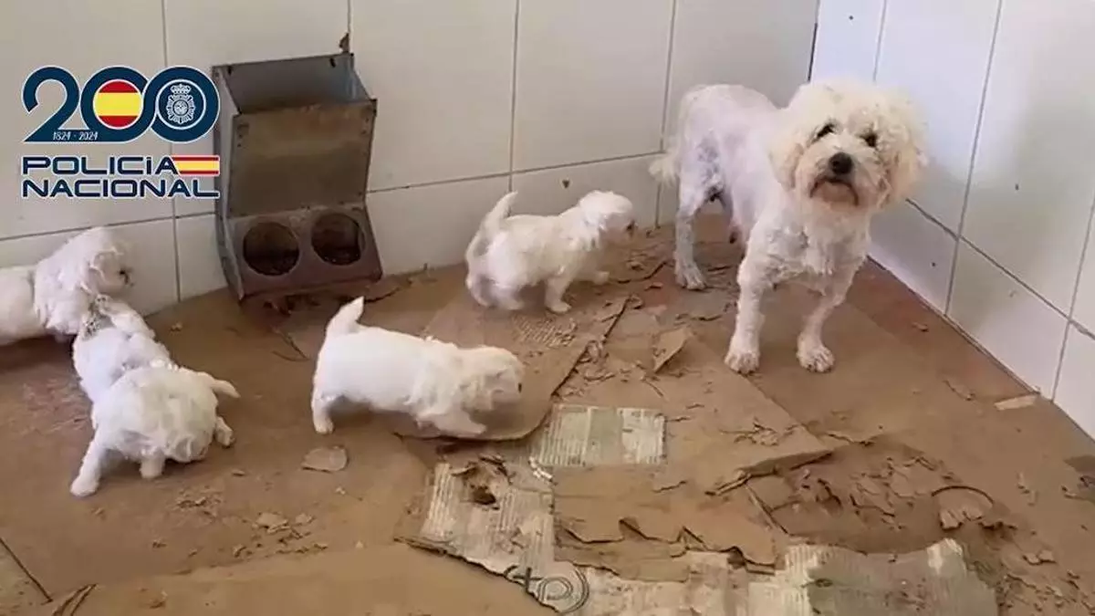 La Policía Nacional rescata 300 perros y gatos de un criadero ilegal en Málaga y detiene a dos personas por maltrato animal