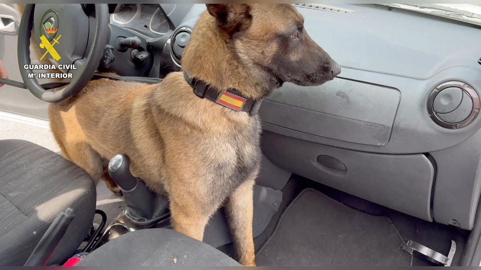 Un perro de la Guardia Civil permite interceptar ocho kilos de cocaína y más de 87.000 euros en una operación en Valencia