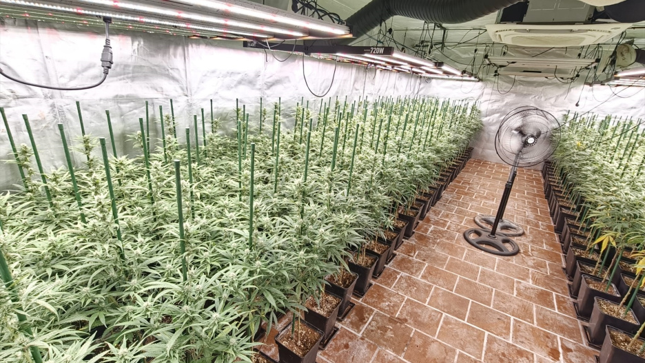 La Policía Local de Añover de Tajo desmantela una plantación con más de 650 plantas de marihuana en una vivienda