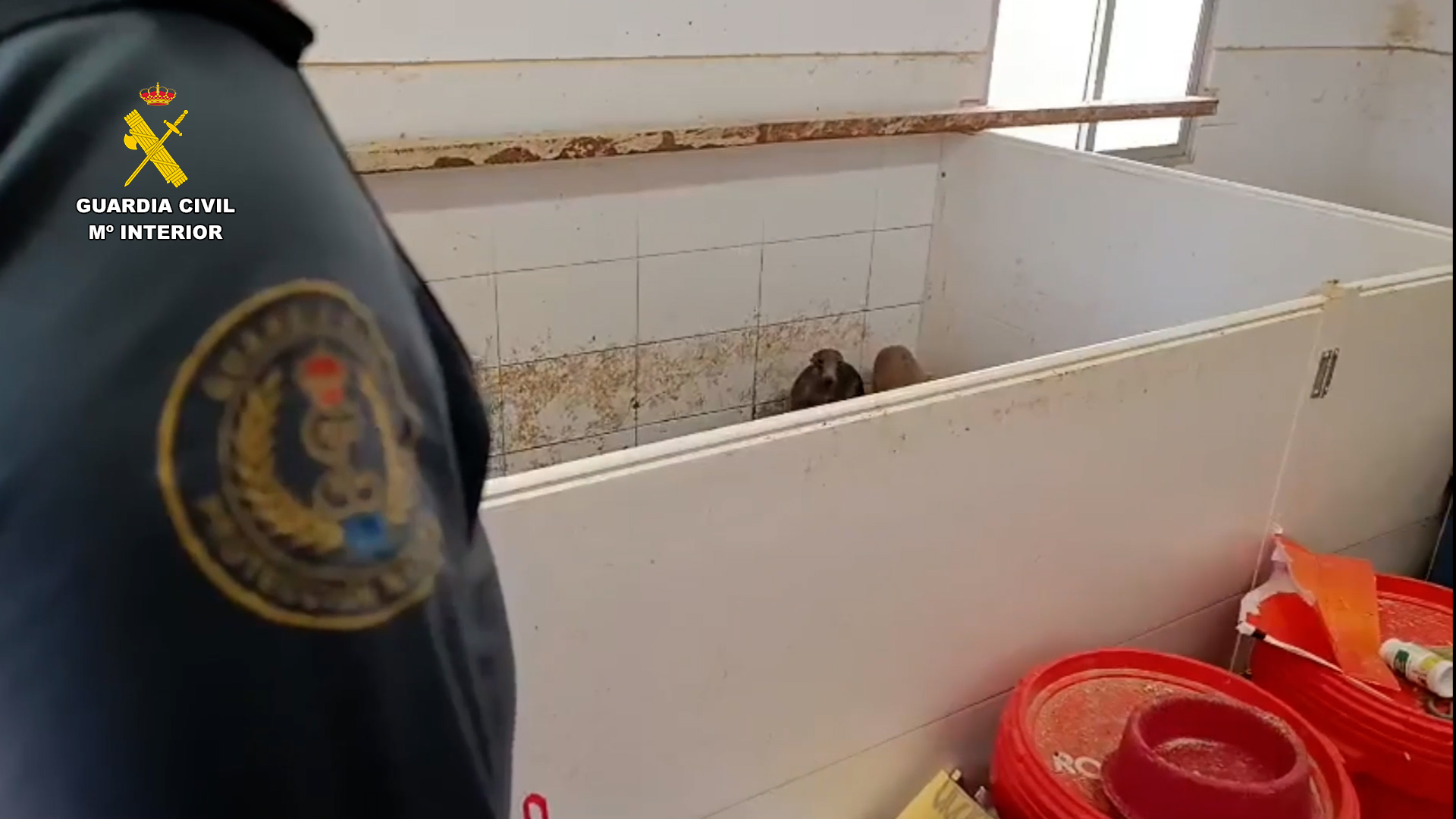 Desarticulado en Sevilla un grupo criminal dedicado al tráfico ilegal de especies exóticas protegidas