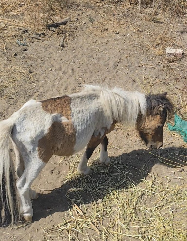 La Policía Local investiga el abandono de un poni hallado en estado crítico en una parcela de La Línea de la Concepción