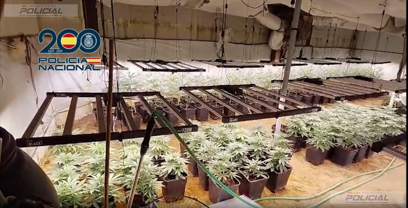 Desmantelada una finca con cerca de 1.000 plantas de marihuana y una veintena de animales en condiciones extremas en Ciudad Real