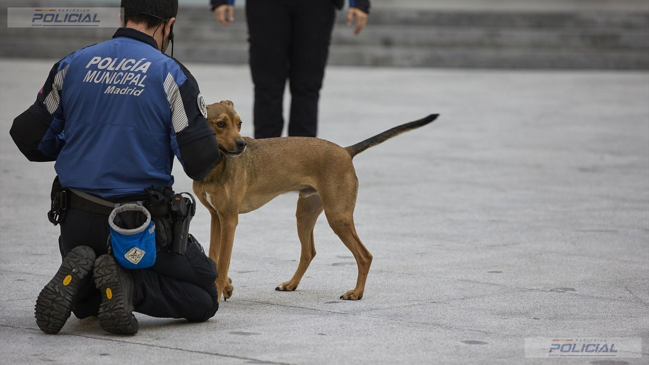Un perro de la Policía Municipal descubre un alijo de droga oculto tras la radio de un coche en Chamberí