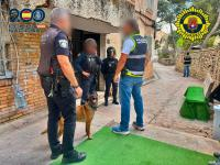 Policía Nacional y Policía Local desmantelan una plantación de marihuana con 190 plantas en una vivienda de Alicante