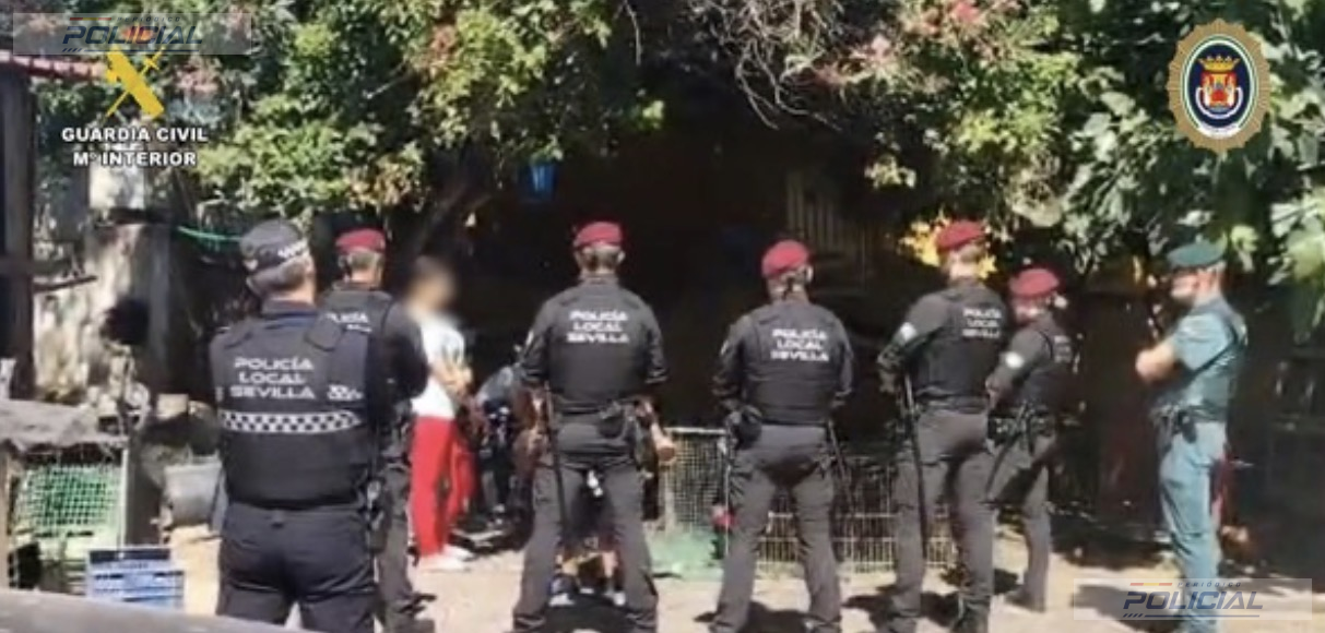 Policía Local y Guardia Civil desmantelan dos criaderos ilegales de gallos de pelea en Sevilla y rescatan 88 animales