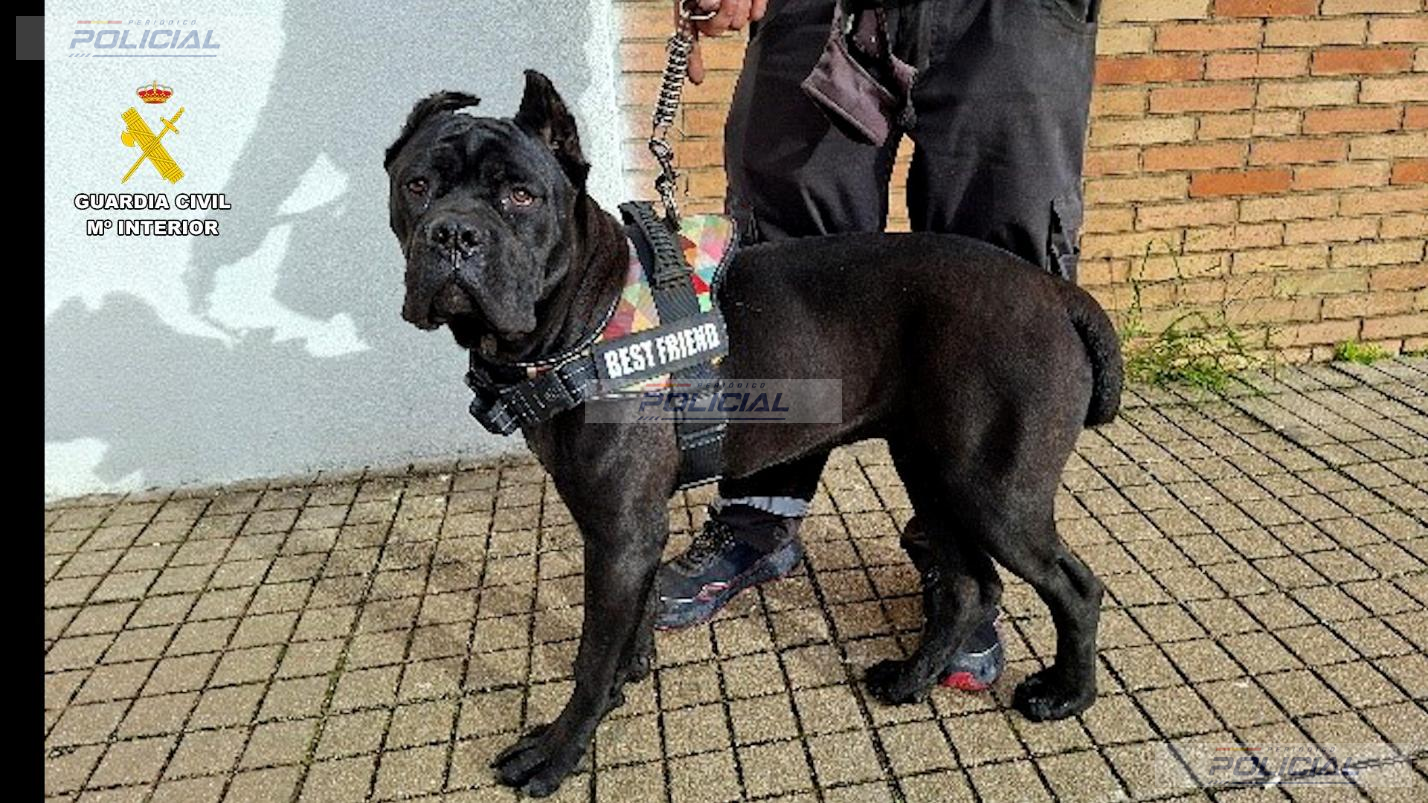 Detenidas 14 personas por comercializar perros con amputaciones ilegales de orejas y rabo
