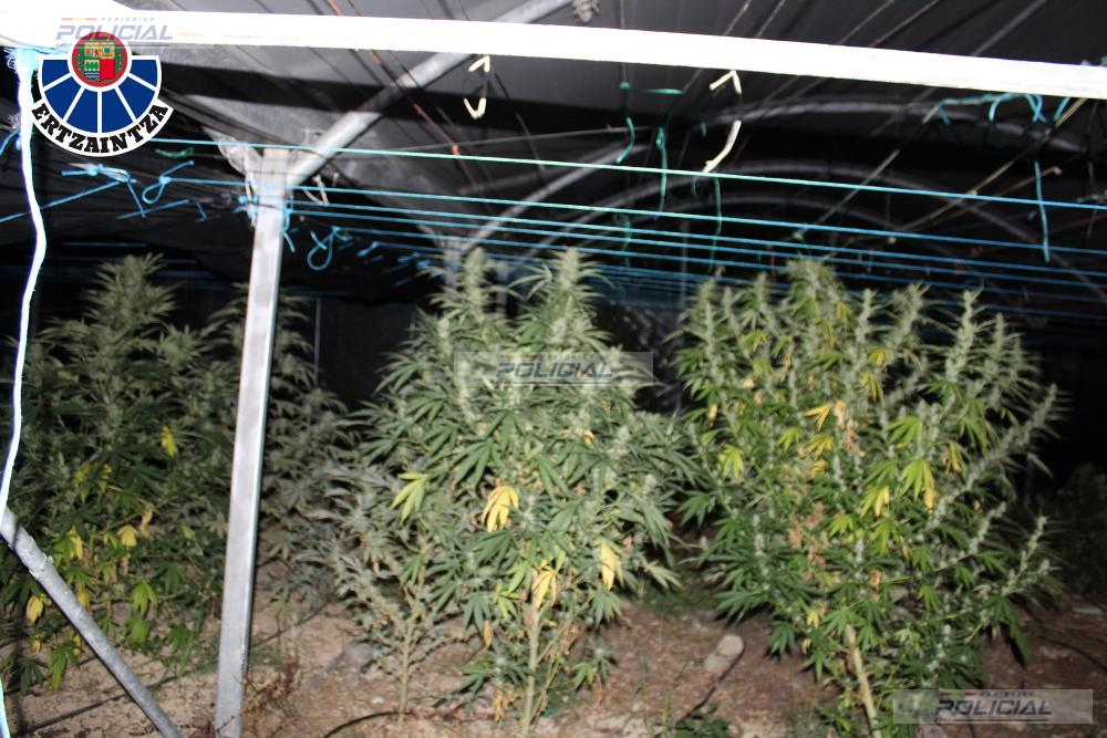 La Ertzaintza desmantela una plantación de marihuana en Ispaster y detiene a tres personas