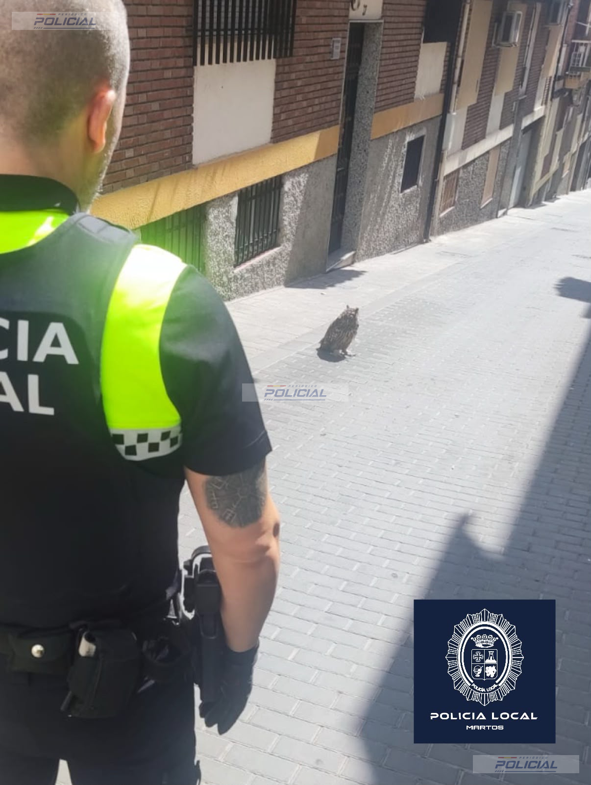 La Policía Local de Martos rescata un búho real desorientado en pleno centro del municipio