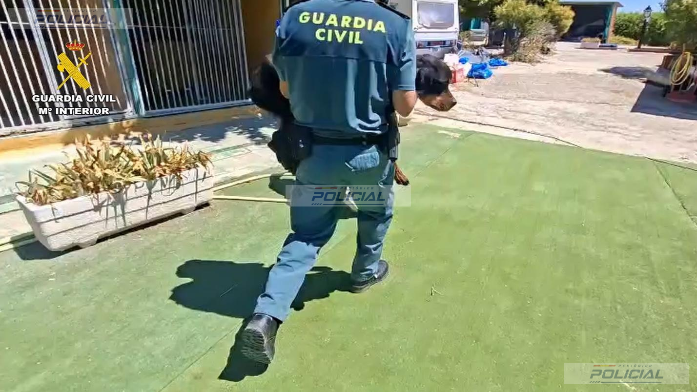 Investigados los propietarios de una escuela canina de Navalcarnero por presunto maltrato animal a 46 perros
