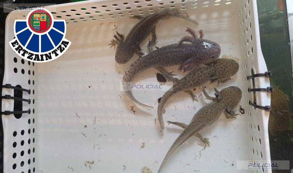 La Ertzaintza investiga a dos personas tras recuperar 17 ajolotes, una especie en peligro crítico de extinción
