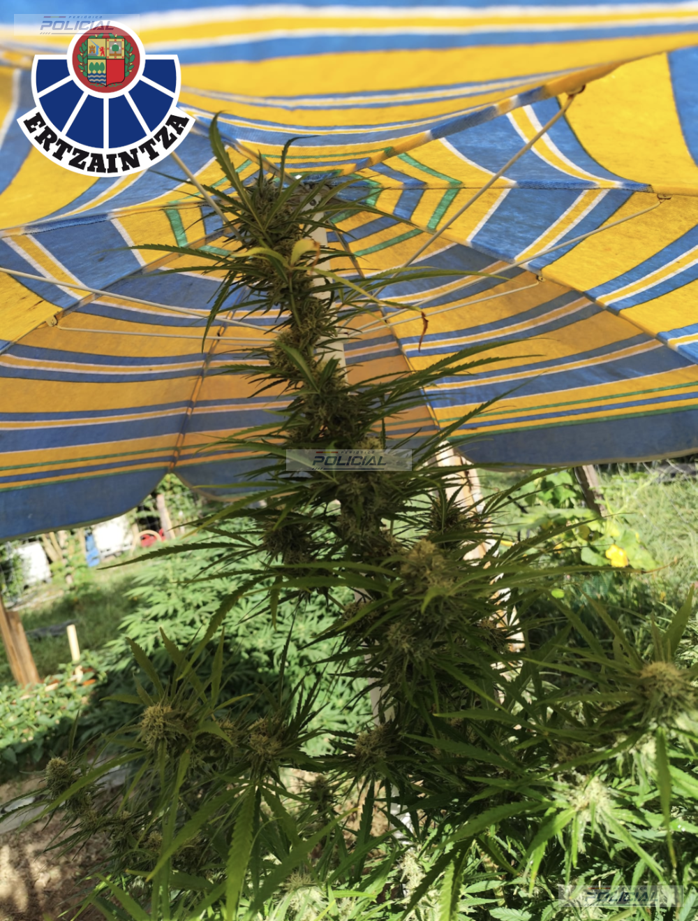 La Ertzaintza desmantela tres plantaciones de marihuana en Lemoiz e interviene más de un centenar de plantas