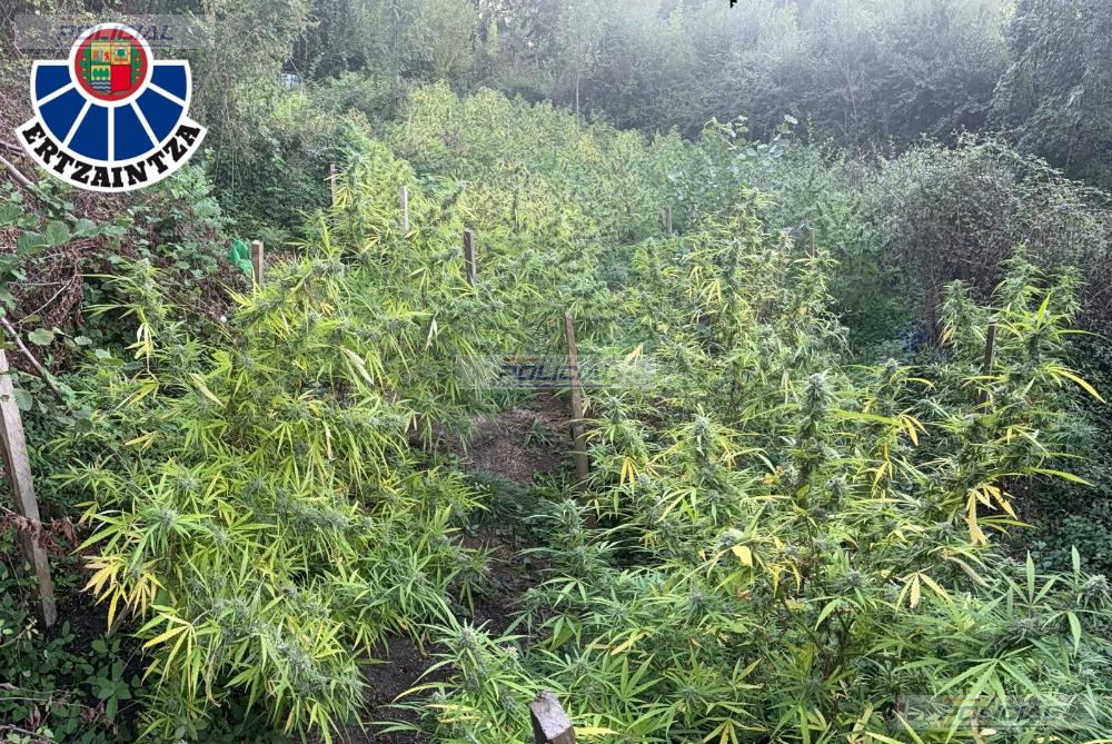 Dos detenidos en Aretxabaleta tras localizar cerca de 300 plantas de marihuana en una zona boscosa