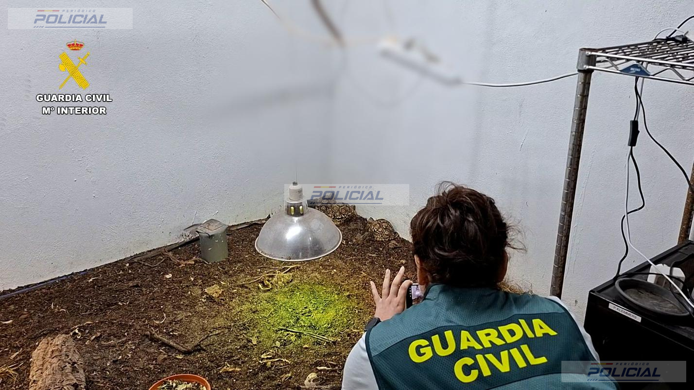 Tres detenidos y más de 200 reptiles intervenidos en una operación contra el tráfico de especies protegidas