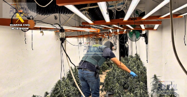 Macrooperación contra la marihuana en Granada: 40 registros y más de 13.000 plantas intervenidas en un solo día