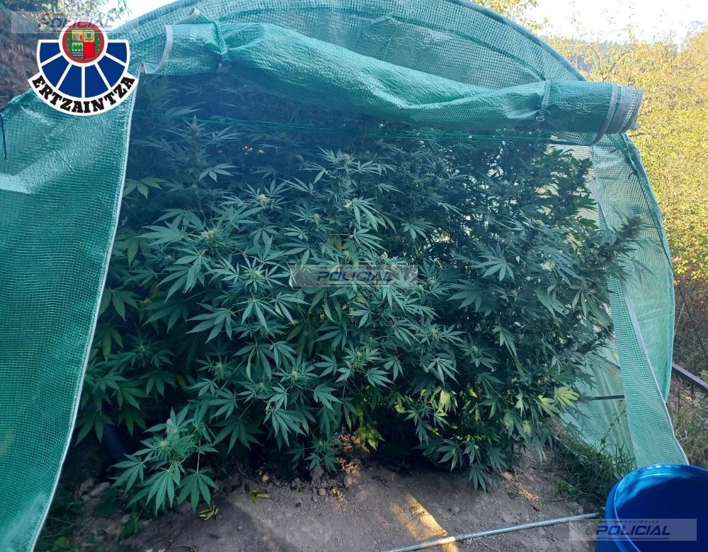 Dos detenidos por sendas plantaciones de marihuana en Aretxabaleta y Urkabustaiz