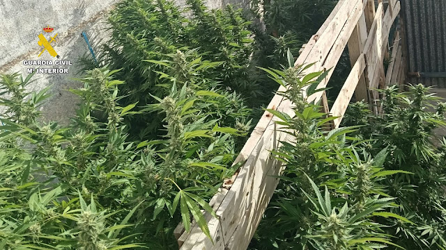 La Guardia Civil detiene a tres hombres e interviene 23 plantas de marihuana y casi 400 gramos de cogollos en Cáceres