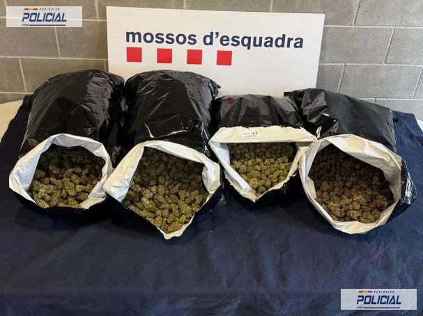 LOS MOSSOS DESMANTELAN EN MARTORELL UN CENTRO DE PRODUCCIÓN Y DISTRIBUCIÓN DE MARIHUANA