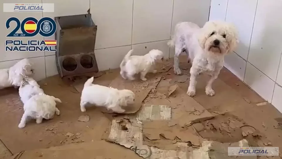 La Policía Nacional rescata 300 perros y gatos de un criadero ilegal en Málaga y detiene a dos personas por maltrato animal