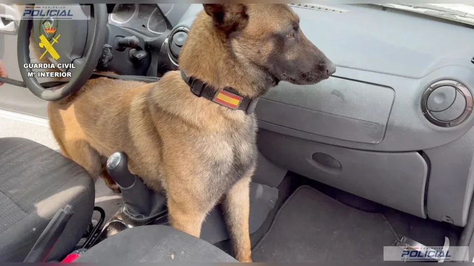 Un perro de la Guardia Civil permite interceptar ocho kilos de cocaína y más de 87.000 euros en una operación en Valencia