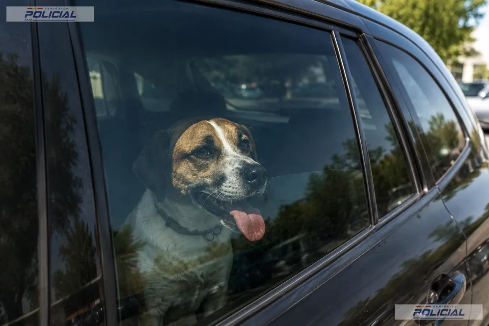 Cuando unos minutos pueden ser demasiado tiempo: animales de compañía y vehículos durante el verano