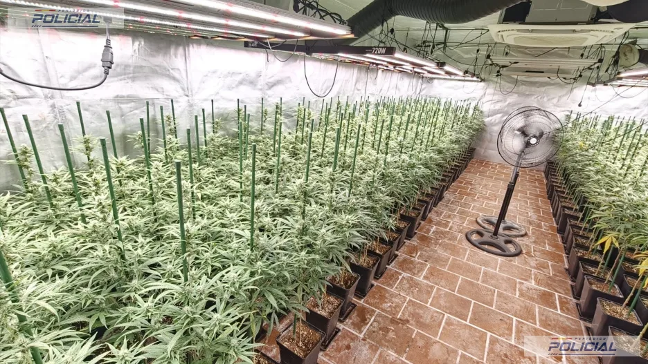 La Policía Local de Añover de Tajo desmantela una plantación con más de 650 plantas de marihuana en una vivienda