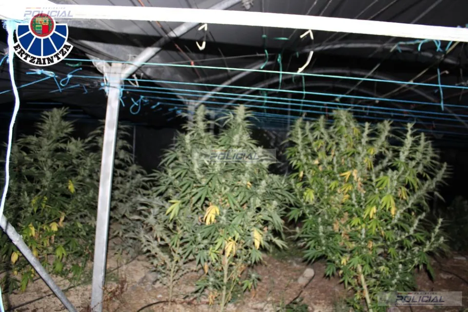 La Ertzaintza desmantela una plantación de marihuana en Ispaster y detiene a tres personas