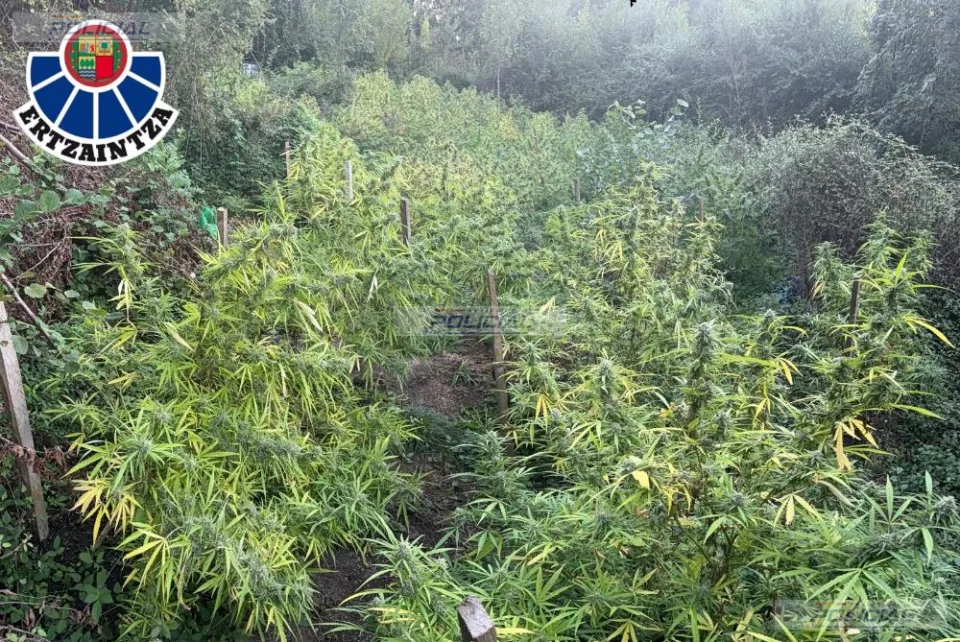 Dos detenidos en Aretxabaleta tras localizar cerca de 300 plantas de marihuana en una zona boscosa