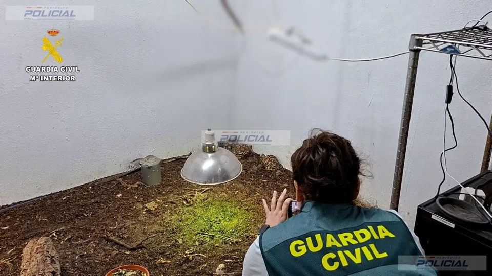 Tres detenidos y más de 200 reptiles intervenidos en una operación contra el tráfico de especies protegidas