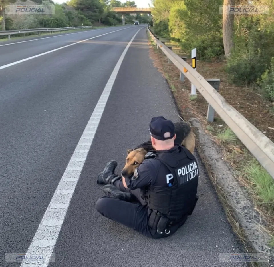 La Policía Local de Palma pone a salvo a un perro que vagaba por la Ma-19
